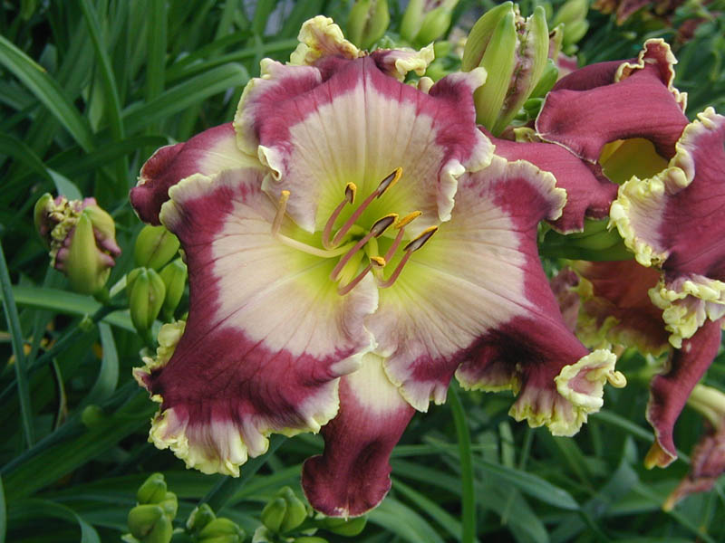 Pray Without Ceasing